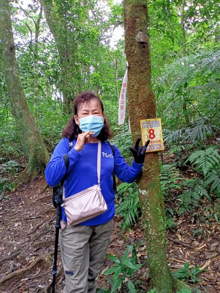 《迷霧森林的烏來美鹿山南峰→拔刀爾山→高腰山→美鹿山→美鹿山南峰》1471922