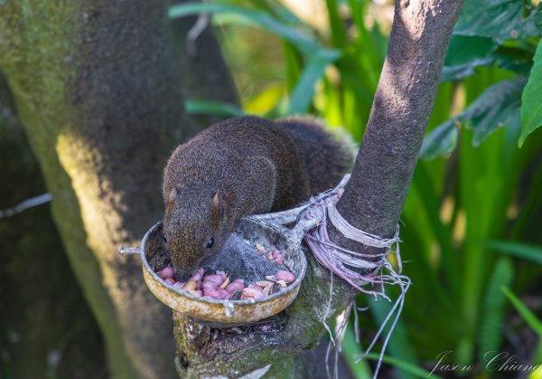 [台北]大崙頭山、碧山巖、忠勇山2746235