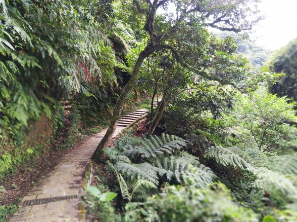 城市裡就能感受山林綠意~象山親山步道778678