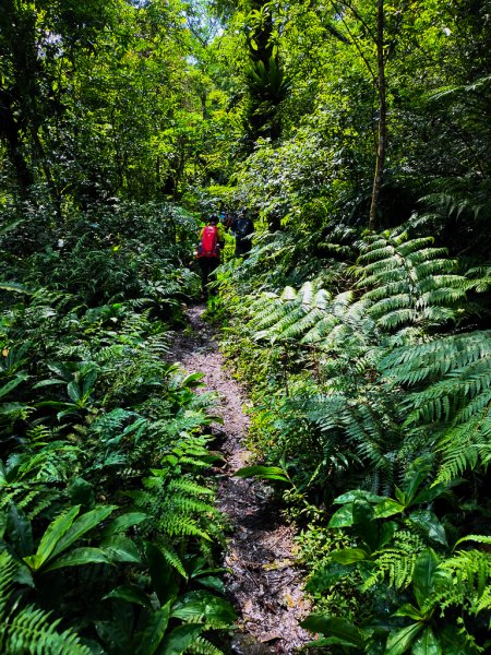 2025-06-15 銀河洞越嶺登山步道2816184