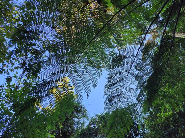 新北烏來｜內洞國家森林遊樂區步道群2904735