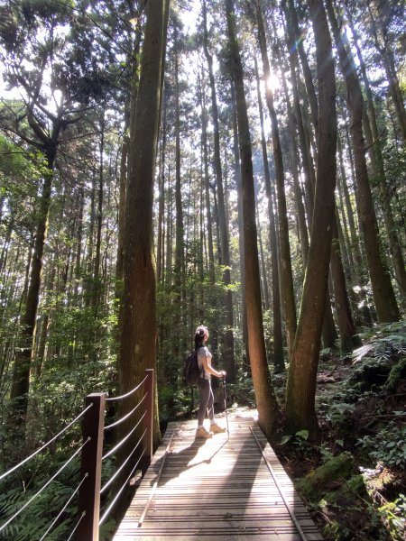 【加里山】一日來回，享受山林。1207878