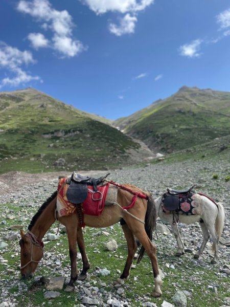 喀什米爾/馬牛羊駱駝動物寫真2565803