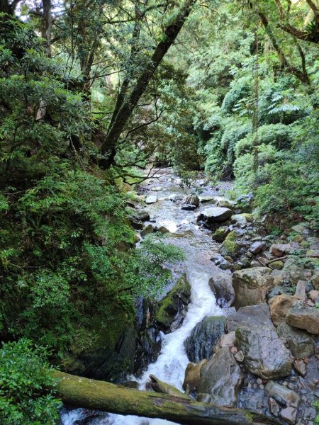 司馬庫斯神木群（西丘斯山、雪白山、東泰野寒山）2203614