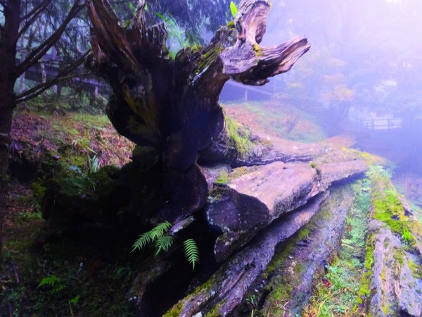 走阿里山神木群棧道，漫步在雲端及迷霧森林416024