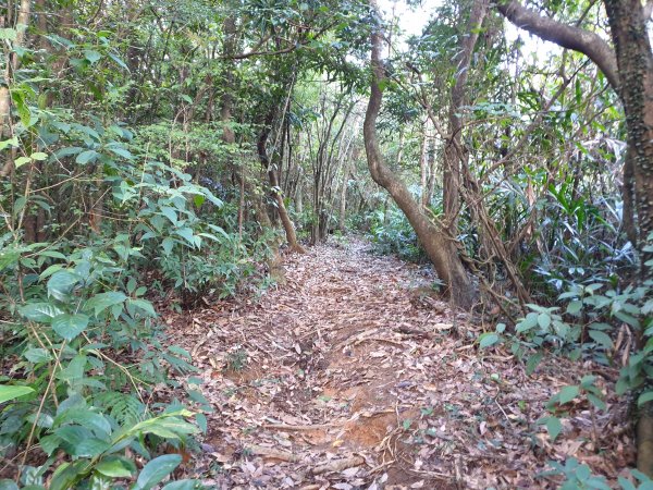 竹山古道探尋阿里磅瀑布及竹子山北北峰1552146