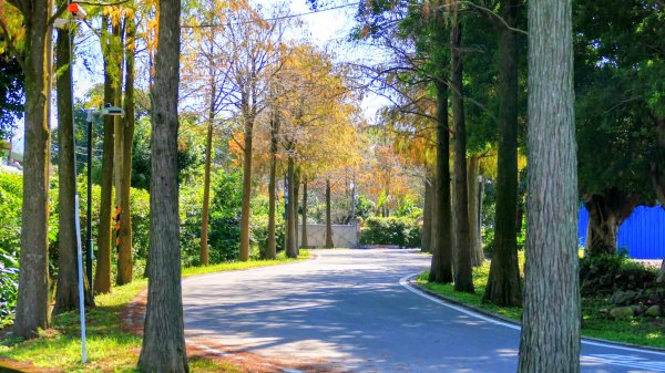 落羽松大道,龍潭大池2976187