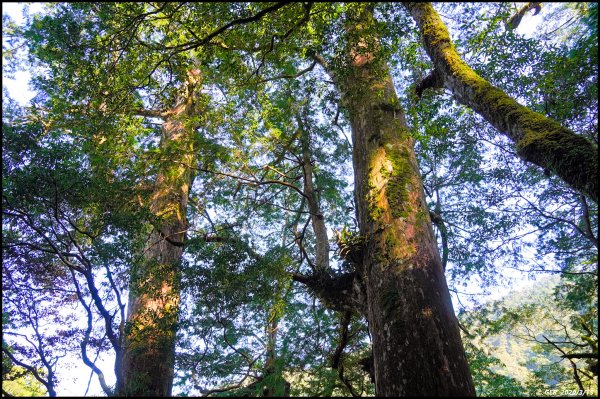 全台最大的紅檜森林 ~ 拉拉山巨木群885560