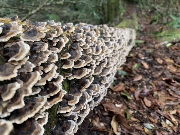 20251220嘉義凸龜山-芙蓉山-天福山2973804