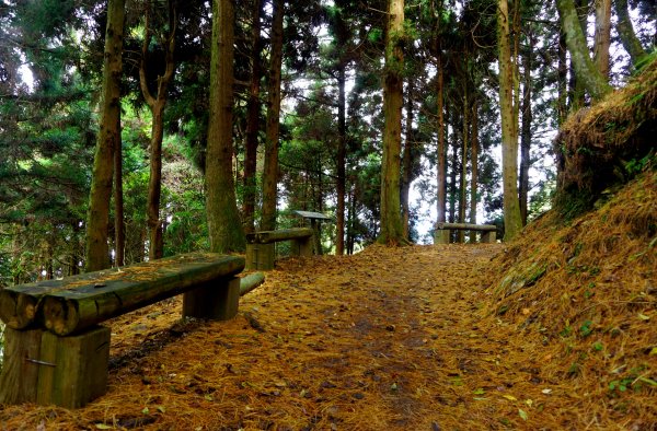 檜山巨木森林步道481518