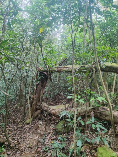 飛沙龍逆走2988867