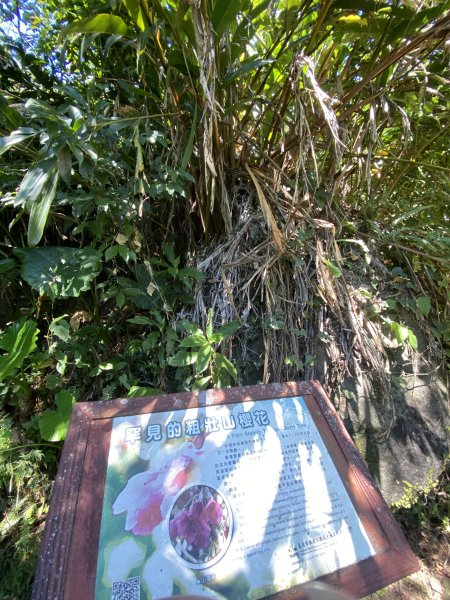 《探訪內雙溪三圳流向｜大崎頭步道 × 鵝尾山》2877197