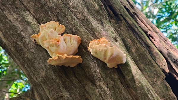 外鳥嘴蓮包山O縱2893180