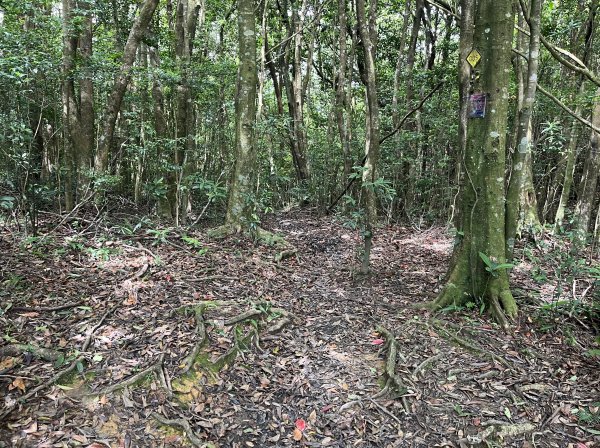 2025_0601 北插天山2802330