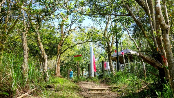 《蝶戀花。錫葉藤盛放》2735280