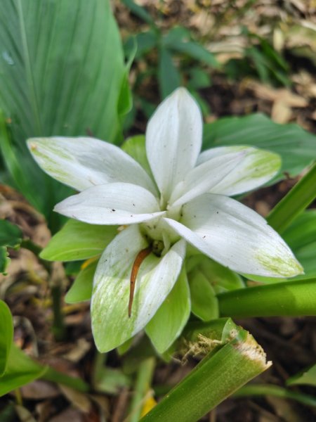 烏山、刣牛湖山、竹子尖山