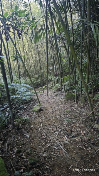 2025-1130 新店三(二)潭縱走2966918