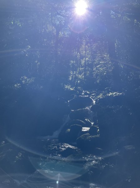 卡保逐鹿山毛欅2935501