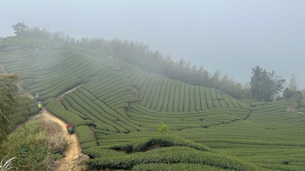 雲嘉連峰/青年嶺/水社寮2750438