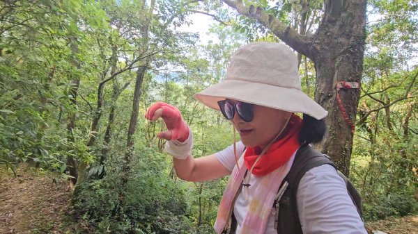 平湖西步道.內平林山.大坑山.平湖東步道O走全紀錄3094133