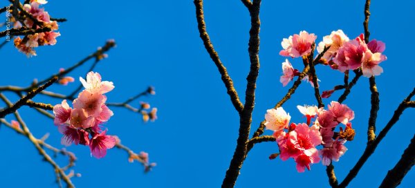 #花卉試驗中心 #永公路500巷 #平菁街42巷 #原住民公園 #士林官邸 1/42976599