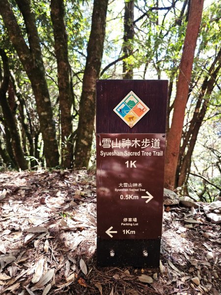 大雪山神木步道2962647