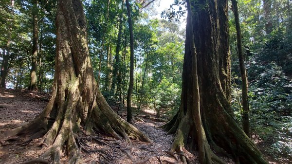 【長壽山】山如其名，香杉林、柳杉林、林間悠遊，吸收芬多精，能不長壽嗎?