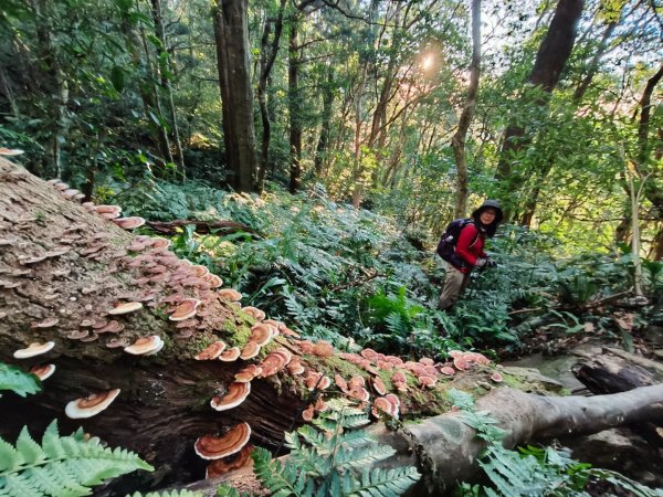1121125 鳥嘴山縱走貴妃山2363996