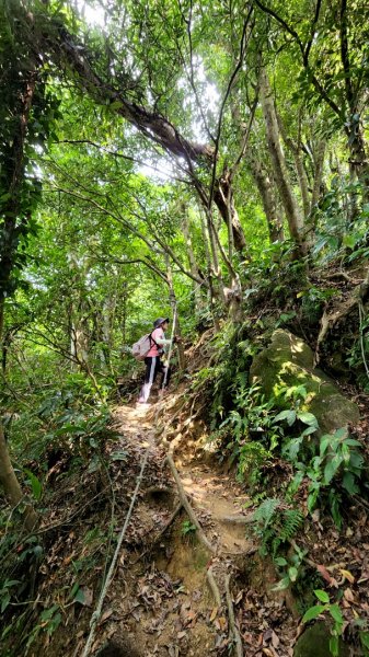 桃園金面山，金山面山，五酒桶山，南崁山，山鼻山，營盤坑古道，乳姑山，平遍山，赤柯山縱走東獅頭山1787195