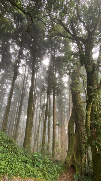 嘉義大凍山O型輕鬆走1699121