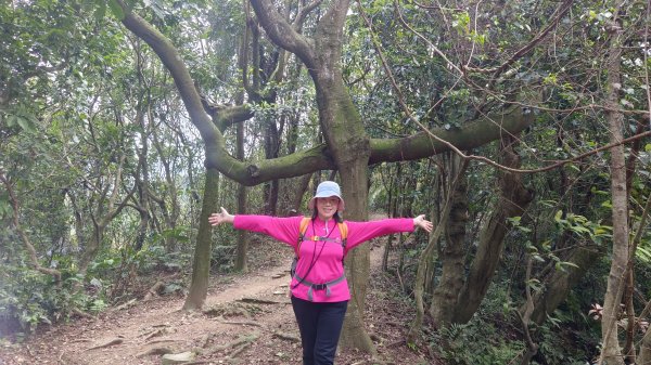 (姨婆趴趴走)第五十集:新北樹林大同山、青龍嶺、大棟山諸峰連走2751615