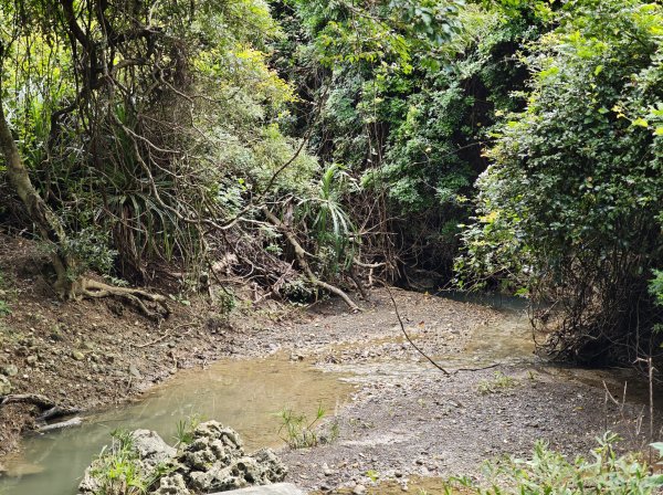 [百山百鳥尋旅-02/15] 2025_0809 社頂自然公園步道2857022