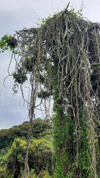 《彰化》古意人文｜員林18觀音O繞大峰巷挑水古道202504122759447