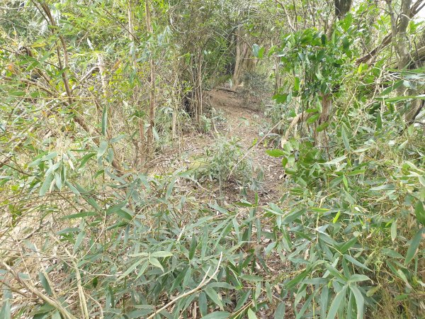 水寨下古道帽盒東山蕃子寮山1620751