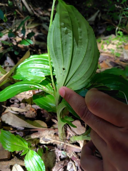九彎仔步道2816559