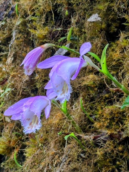 卡保石壁一葉蘭（耘夢谷上逐鹿山下O走）2809537