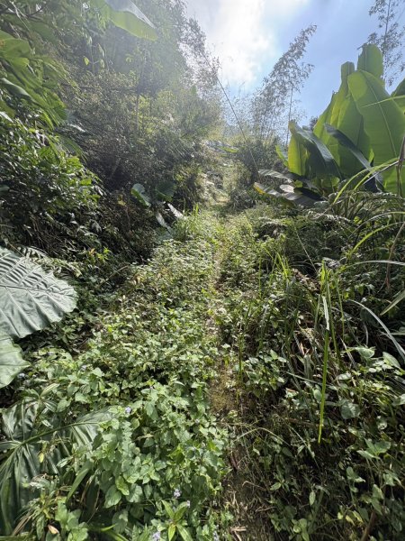 20251122大湖尖山步道(啟登直上第三涼亭)2944507