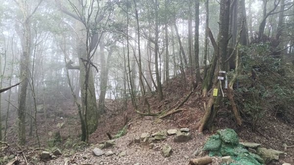 20251010 大雪山國家森林遊樂區 - 船型山林道 登 烏石坑山2911135