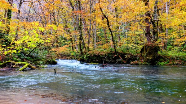 青森縣奧入瀨溪2929990