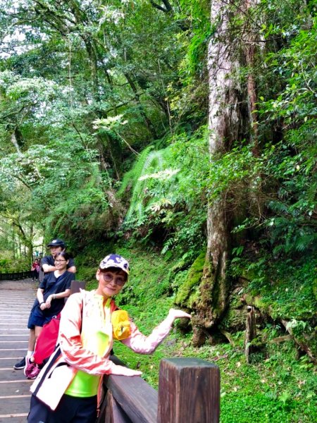 2019-06-29桃園拉拉山神木群628624