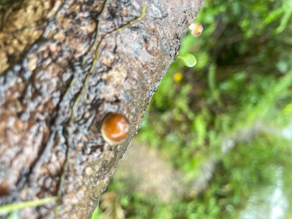 山野中的小精靈🧚‍♂️2924899