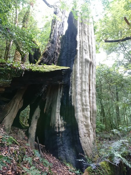 鎮西堡A區步道1730696