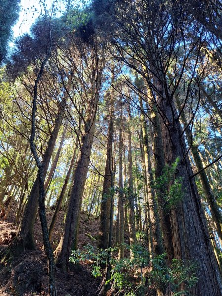 石山+阿毛神木202512112961783