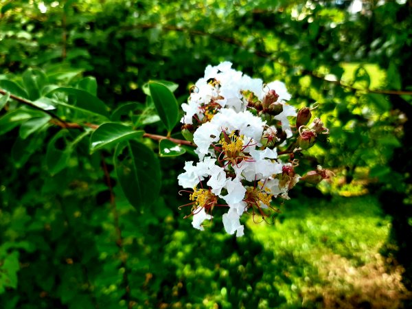 全臺齊步走｜碧潭、大安森林、大湖公園、淡水、花博、中正2230386