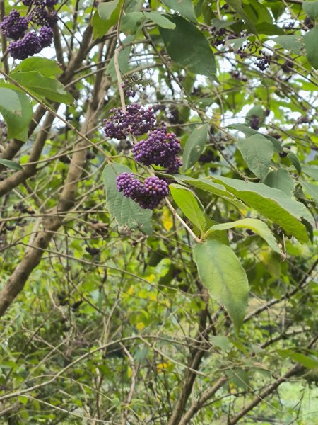 20250927微笑山線：【五分山系】望古瀑布段2896135