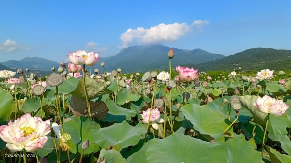 雲山水花鳥蝶 - 天龍國阿伯的日常7/18 & 21、22、292554018
