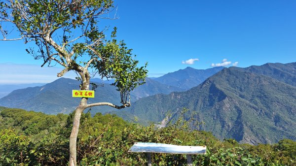 20251213白賓山走白賓名樹2963956