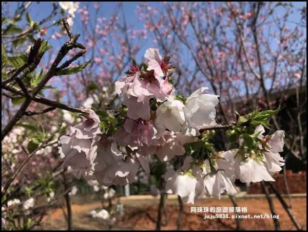 桃園平鎮賞櫻秘境｜夢幻櫻花林880126