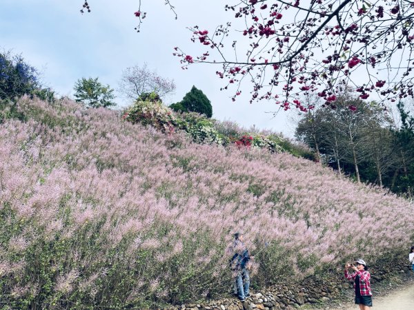 20250224 南投粉紅山丘麝香木秘境2743810