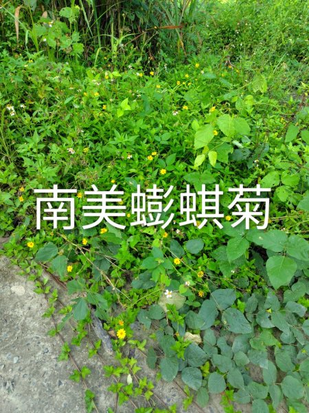 唐子恩山 廢棄油礦2919010